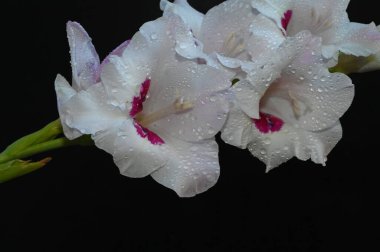 Karanlık arka planda güzel gladyatörler, yaz konsepti, yakın görüş  