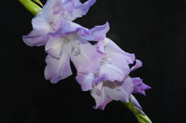 Karanlık arka planda güzel gladyatörler, yaz konsepti, yakın görüş  