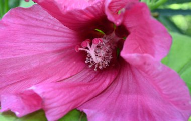 Güneşli yaz gününde bahçede büyüyen güzel bir çiçek. 
