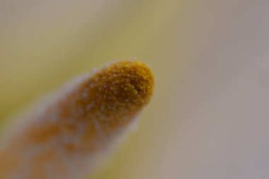 Güneşli yaz gününde bahçede büyüyen güzel bir çiçek. 