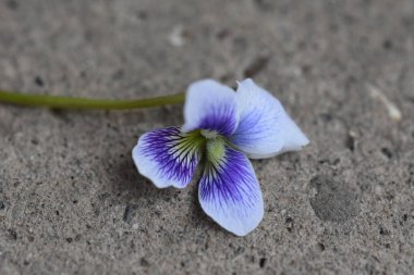 Güneşli yaz gününde bahçede büyüyen güzel bir çiçek. 