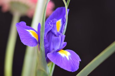 Koyu arkaplanda güzel çiçekler