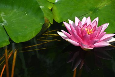 Güzel çiçek açan nilüfer çiçekleri yaz günü gölette büyür. 