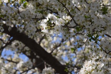 Çiçek açan kiraz ağacı dalları. Güzel çiçekler, yakın plan, bahar konsepti.  