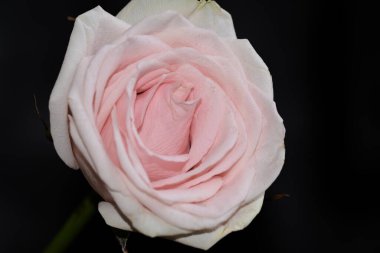 Koyu arkaplanda güzel bir gül, yaz konsepti, yakın görüş  