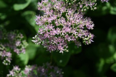 Güneşli yaz gününde bahçede yetişen güzel çiçekler. 
