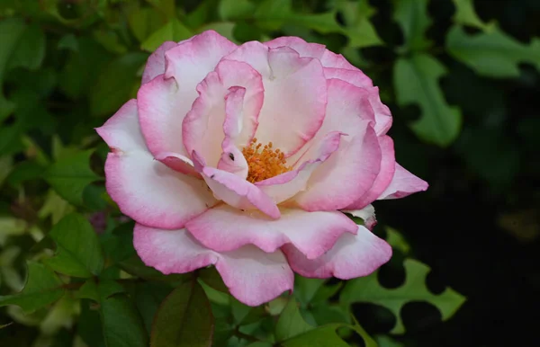 Bela Rosa Flor Crescendo Jardim Verão Dia Ensolarado — Fotografia de Stock