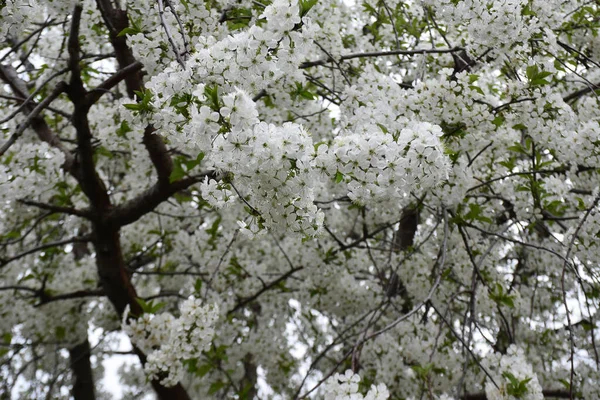 盛开的樱桃树枝条 开着美丽的花朵 春意盎然 — 图库照片