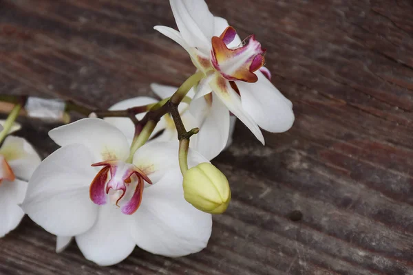 Bellissimi Fiori Orchidea Sfondo Legno Concetto Estivo Vista Vicino — Foto Stock