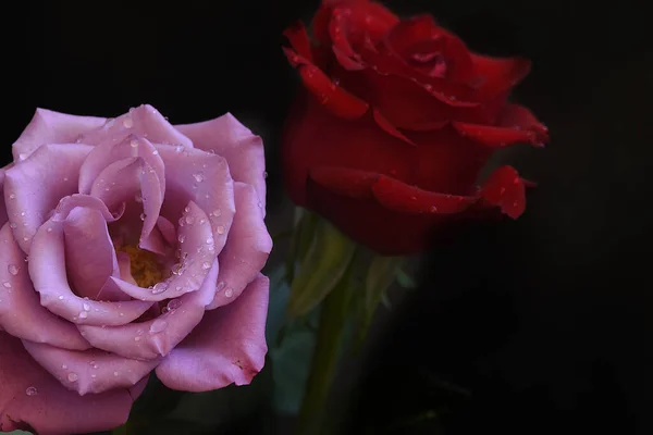 Rosas Bonitas Fundo Escuro Conceito Verão Vista Próxima — Fotografia de Stock