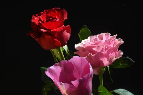 Bela Tulipa Com Rosas Fundo Escuro Conceito Verão Vista Perto — Fotografia de Stock