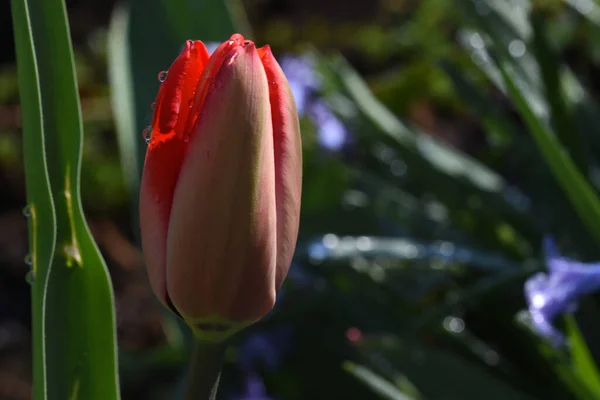 Krásný Tulipán Květina Rostoucí Zahradě Létě Slunečný Den — Stock fotografie