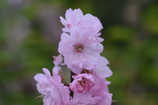 Kvetoucí Strom Růžovými Květy Rostoucí Zahradě Létě Slunečný Den — Stock fotografie