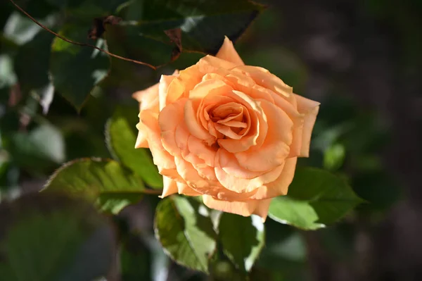 Hermosa Flor Rosa Creciendo Jardín Verano Día Soleado — Foto de Stock