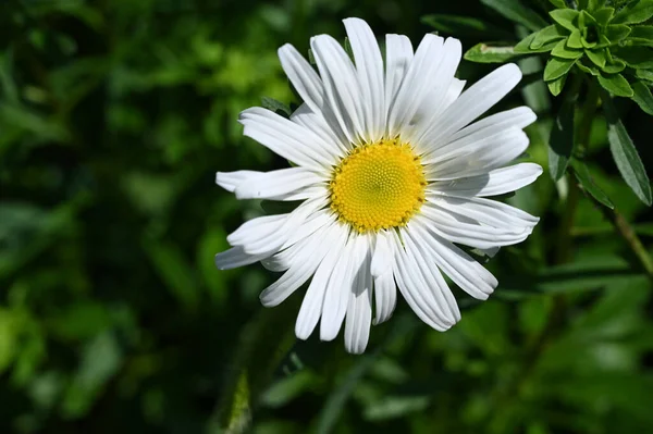 Beautiful Flower Growing Garden Summer Sunny Day — Stock Photo, Image