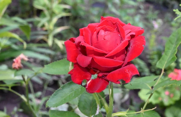 Güneşli yaz gününde bahçede büyüyen güzel bir gül çiçeği 
