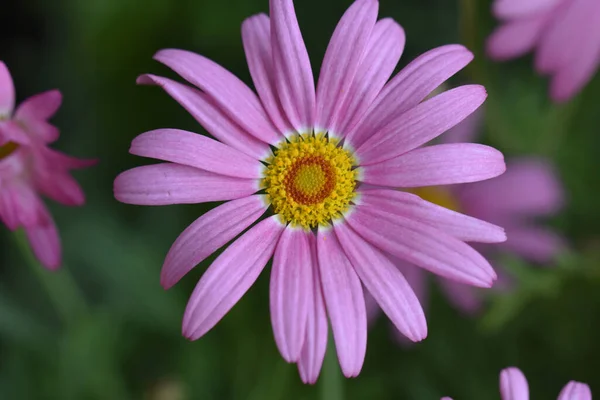 Hermosas Flores Que Crecen Jardín Verano Día Soleado — Foto de Stock