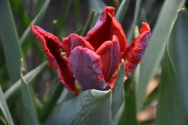 Belle Fleur Tulipe Poussant Dans Jardin Journée Ensoleillée Été — Photo