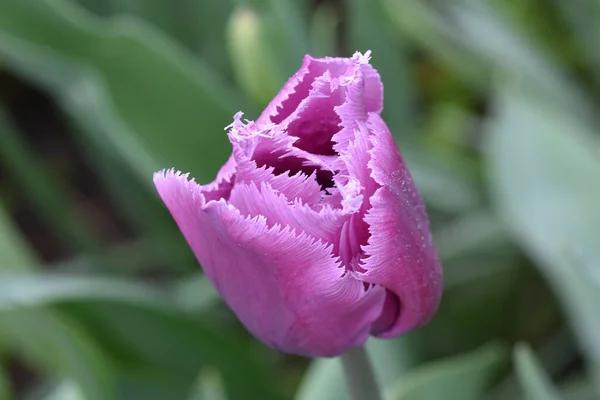 Bela Flor Tulipa Crescendo Jardim Dia Ensolarado Verão — Fotografia de Stock