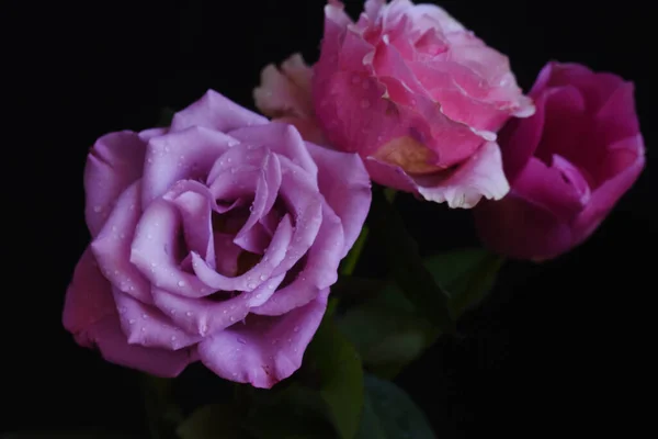 Rosas Bonitas Tulipa Fundo Escuro Conceito Verão Vista Próxima — Fotografia de Stock