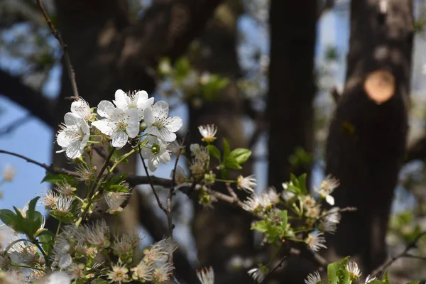盛开的樱桃树枝条 开着美丽的花朵 春意盎然 — 图库照片