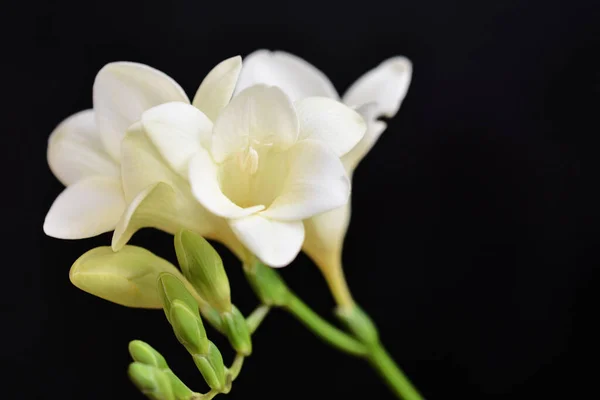 Bellissimi Fiori Sfondo Scuro Concetto Estivo Vista Vicino — Foto Stock