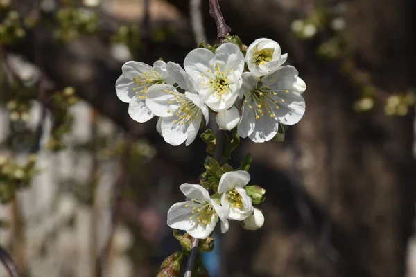 Kwitnące Gałęzie Wiśni Kwitnącymi Pięknymi Kwiatami Zbliżenie Wiosenna Koncepcja — Zdjęcie stockowe
