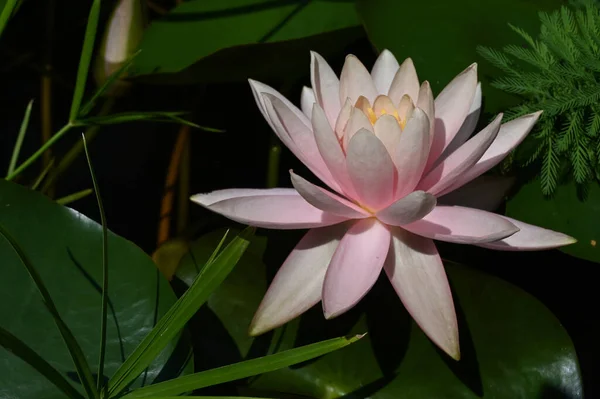 Hermoso Loto Floreciente Creciendo Estanque Día Verano — Foto de Stock