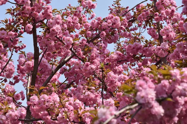 Çiçek açan ağaç dalları, güzel çiçekler, yakın plan, bahar konsepti.  