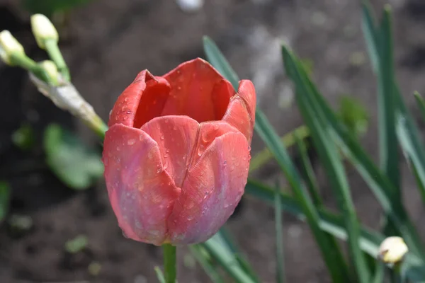 Krásný Tulipán Květina Rostoucí Zahradě Létě Slunečný Den — Stock fotografie