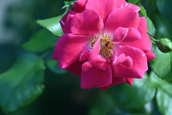Bellissimo Fiore Rosa Che Cresce Giardino Estate Giornata Sole — Foto Stock