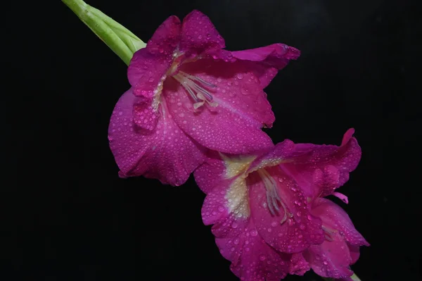 Piękne Gladiolusy Ciemnym Tle Koncepcja Latem Widok Bliska — Zdjęcie stockowe