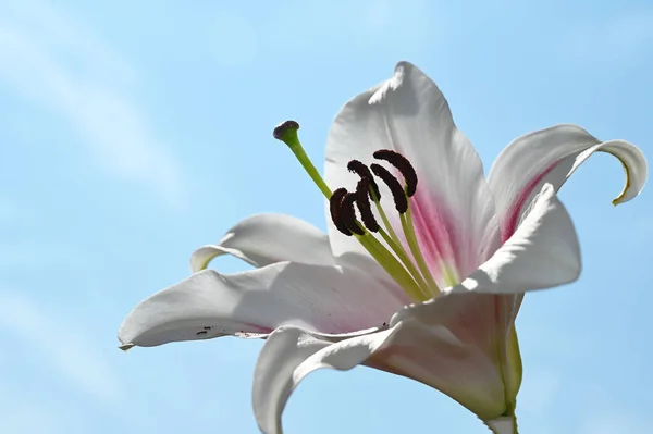 beautiful lily flower on sky background, summer concept, close view