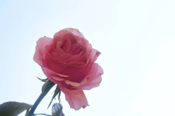 Krásný Růžový Květ Pozadí Oblohy Letní Koncept Zblízka — Stock fotografie