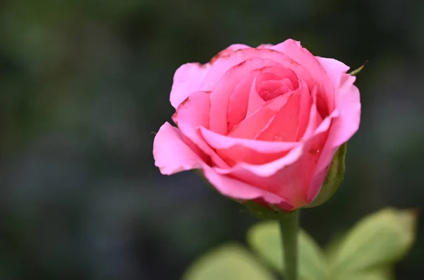 Mooie Roos Bloem Groeien Tuin Zomer Zonnige Dag — Stockfoto