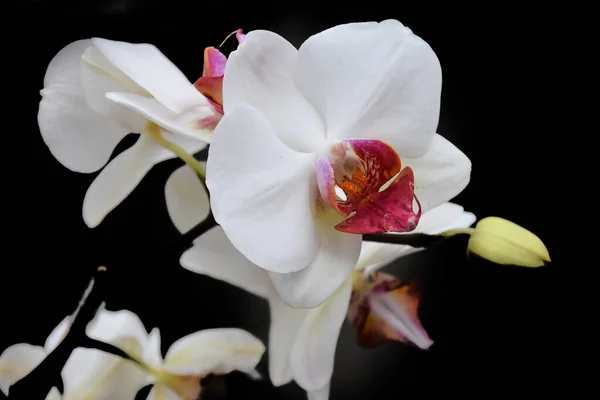 Flores Bonitas Orchid Fundo Escuro Conceito Verão Vista Próxima — Fotografia de Stock