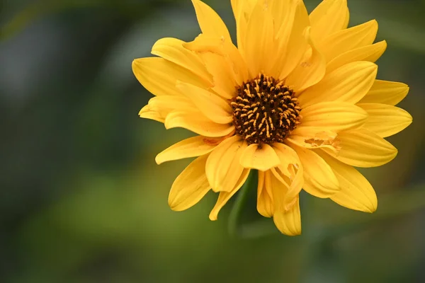 Hermosa Flor Que Crece Jardín Verano Día Soleado — Foto de Stock