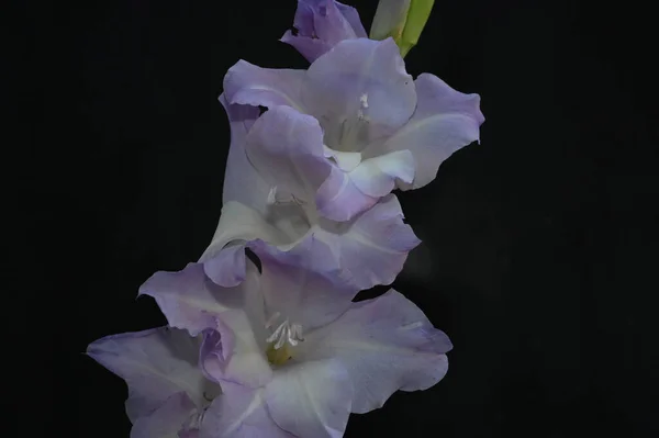 Bellissimi Gladioli Sfondo Scuro Concetto Estivo Vista Vicino — Foto Stock