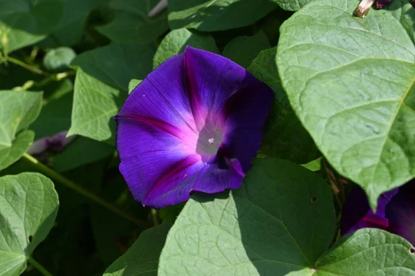 Mooie Ochtend Glorie Bloem Groeien Tuin Zomer Zonnige Dag — Stockfoto