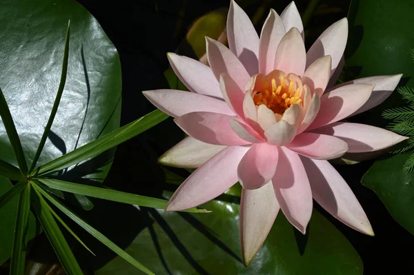 Bela Flor Lótus Crescendo Lagoa Dia Verão — Fotografia de Stock