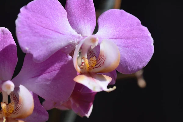 Schöne Orchideenblüten Auf Dunklem Hintergrund Sommerkonzept Nahsicht — Stockfoto