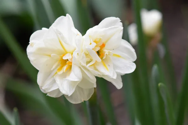 Hermoso Narcisos Creciendo Jardín Verano Día Soleado —  Fotos de Stock