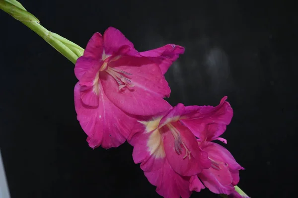 Beautiful Gladioluses Dark Background Summer Concept Close View — Stock Photo, Image