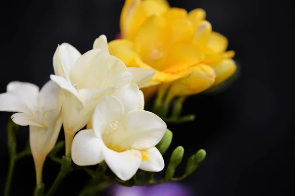 Beautiful Flowers Dark Background Summer Concept Close View — Stock Photo, Image