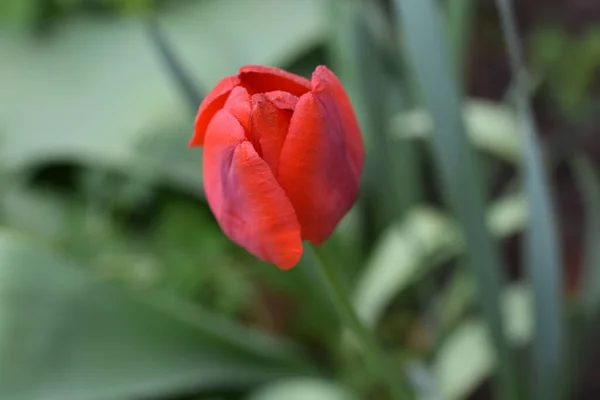 Bellissimo Fiore Tulipano Che Cresce Giardino Estate Giornata Sole — Foto Stock