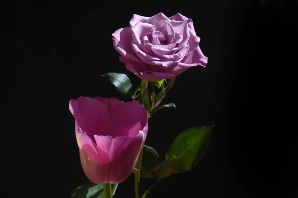 Schöne Tulpe Mit Rose Auf Dunklem Hintergrund Sommerkonzept Nahsicht — Stockfoto