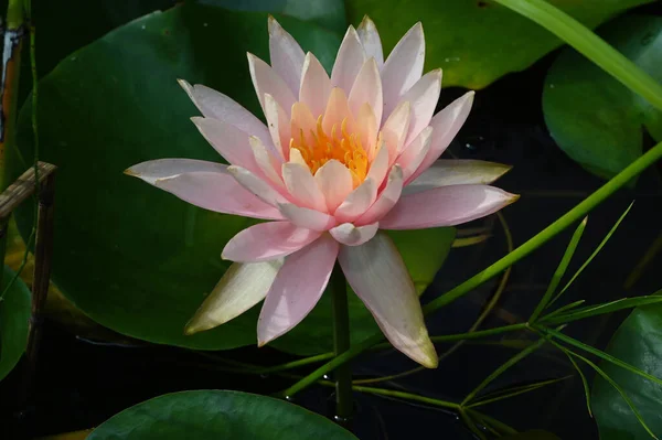 Schön Blühender Lotus Der Sommertag Teich Wächst — Stockfoto