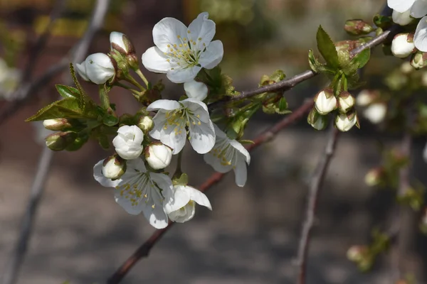 Blommande Körsbärsträd Grenar Med Blommande Vackra Blommor Närbild Vår Koncept — Stockfoto