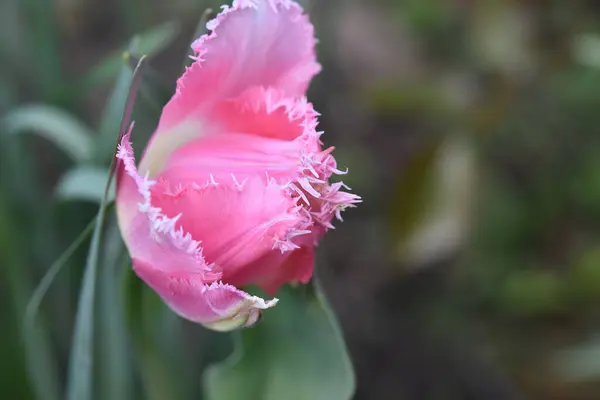 Bela Flor Tulipa Crescendo Jardim Dia Ensolarado Verão — Fotografia de Stock