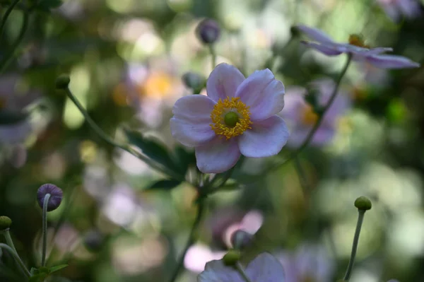 夏日阳光明媚的花园里 盛开着美丽的花朵 — 图库照片